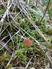 Galerina paludosa