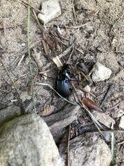 Abax parallelepipedus