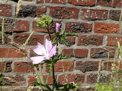 Malva moschata