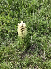 Campanula thyrsoides