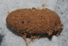 Sympistis perscripta