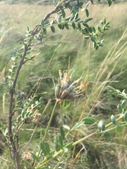 Astragalus cornutus