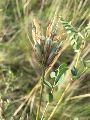 Astragalus cornutus