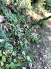 Dactylis glomerata lobata