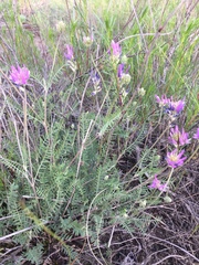 Astragalus cornutus