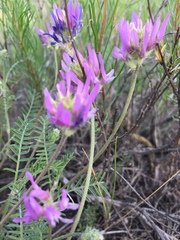 Astragalus cornutus