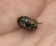 Calligrapha confluens