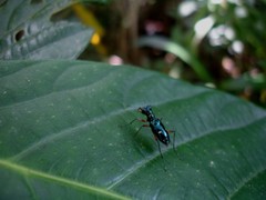 Therates fruhstorferi