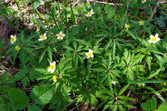 Anemonoides uralensis