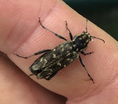 Xylotrechus rusticus