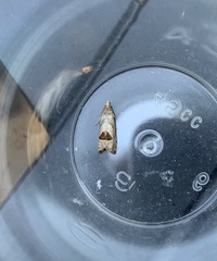 Notocelia uddmanniana