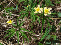 Anemonoides uralensis