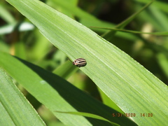 Kuschelina petaurista