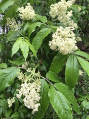 Sambucus racemosa racemosa