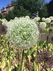 Allium giganteum