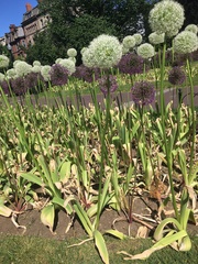 Allium giganteum