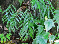 Asplenium formosae