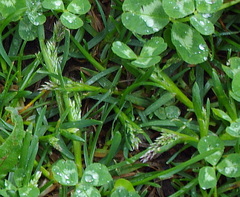 Poa annua