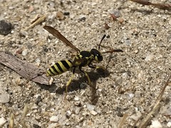 Pterocheilus
