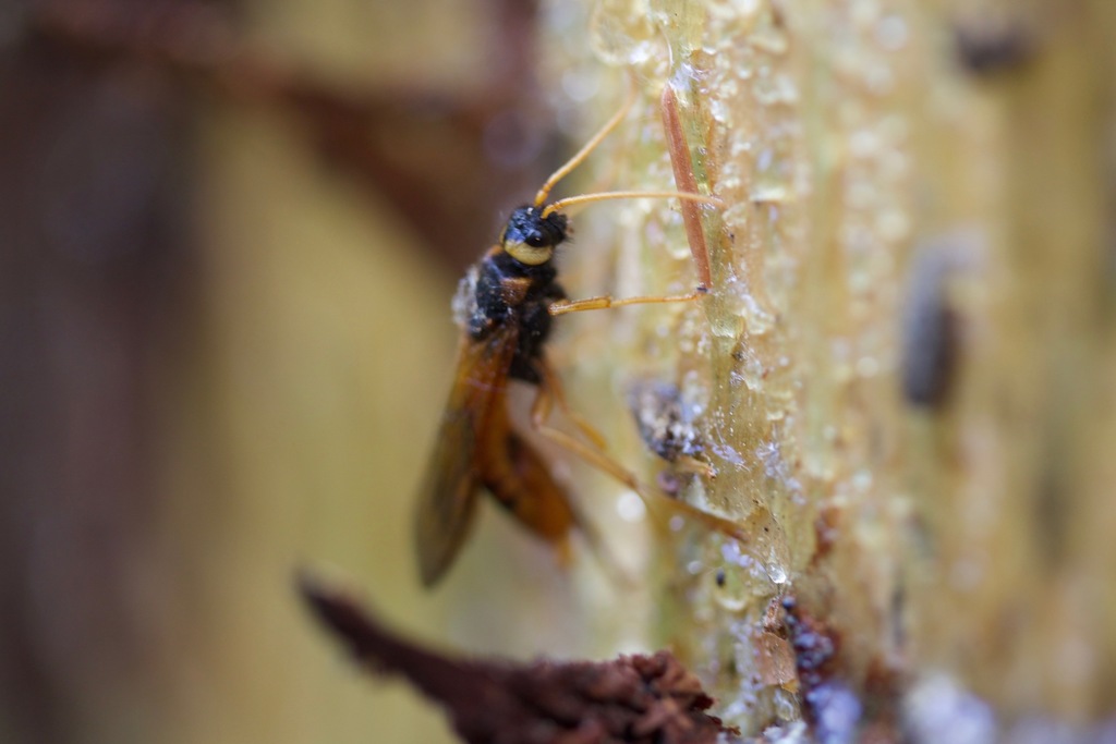 Urocerus fantoma
