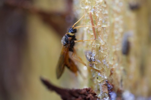 Urocerus fantoma