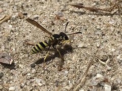 Pterocheilus