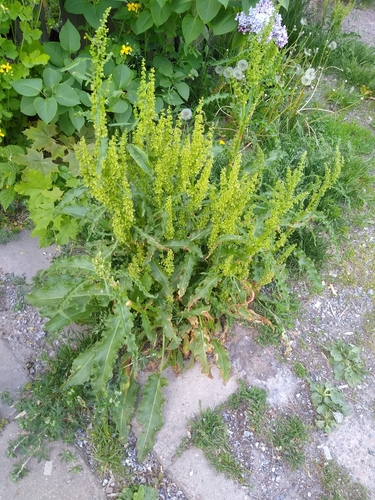 Dooryard dock (Rumex longifolius)