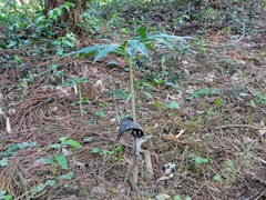 Arisaema thunbergii urashima