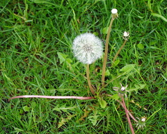 Taraxacum officinale