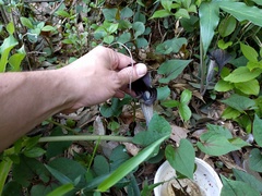 Arisaema thunbergii urashima