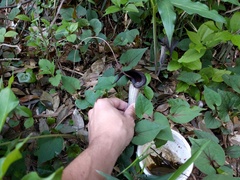 Arisaema thunbergii urashima