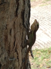 Anolis bimaculatus