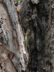 Anolis bimaculatus