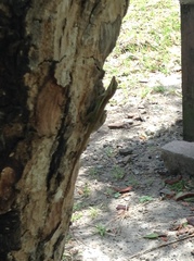 Anolis bimaculatus
