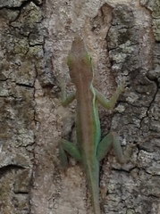 Anolis bimaculatus