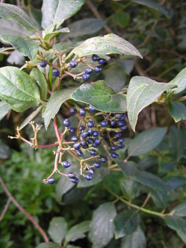 Canary Lauristine