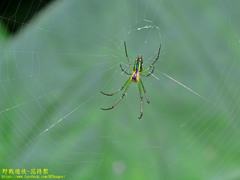 Leucauge celebesiana