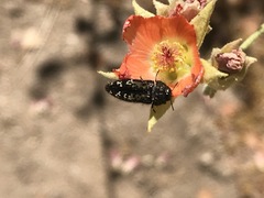 Acmaeodera connexa
