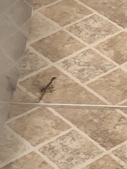 Anolis sagrei
