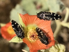 Acmaeodera connexa