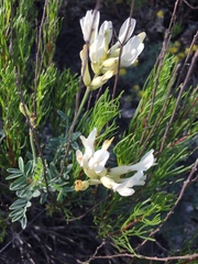 Astragalus albicaulis