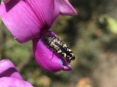 Acmaeodera connexa