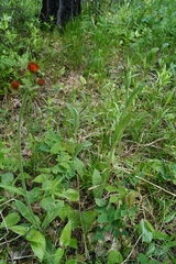 Tephroseris porphyrantha