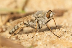Acrosathe annulata