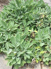 Senecio integerrimus major