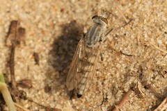 Acrosathe annulata