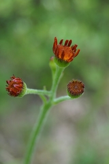 Tephroseris porphyrantha