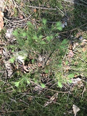 Abies sibirica