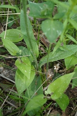 Tephroseris porphyrantha