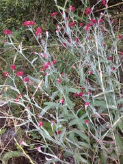 Helichrysum sanguineum